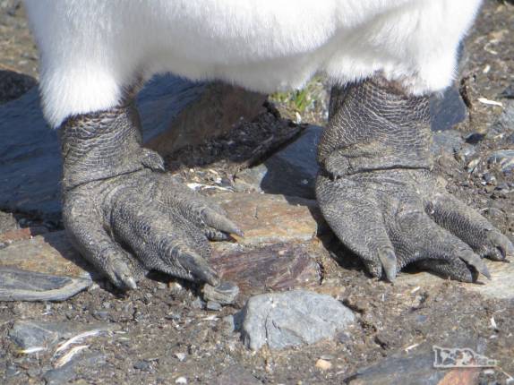Os pés de um pinguim rei, em St Andrews Bay, na Geórgia do Sul Os pés de um pinguim rei, em St Andrews Bay, na Geórgia do Sul