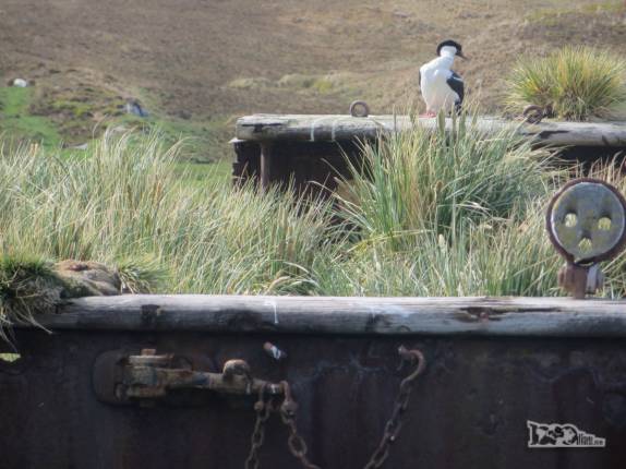 Os shags imperiais fizeram do Bayard sua nova casa, em Ocean Harbour, na Geórgia do Sul Os shags imperiais fizeram do Bayard sua nova casa, em Ocean Harbour, na Geórgia do Sul