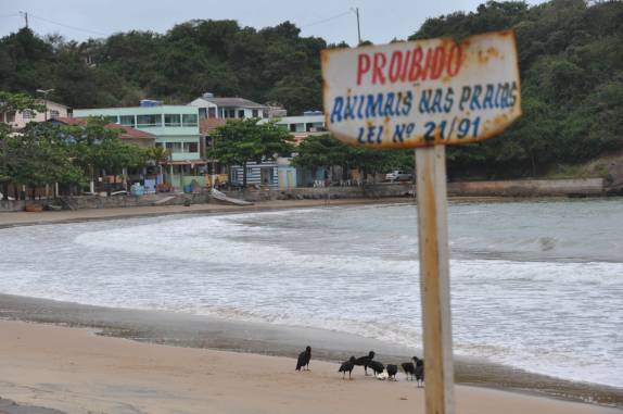 Os urubus parecem não se importar muito com a placa, em Ubu - ES