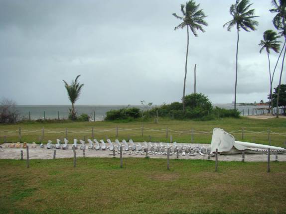 Ossada de baleia no Projeto Peixe-Boi, na ilha de Itamaracá - PE Ossada de baleia no Projeto Peixe-Boi, na ilha de Itamaracá - PE