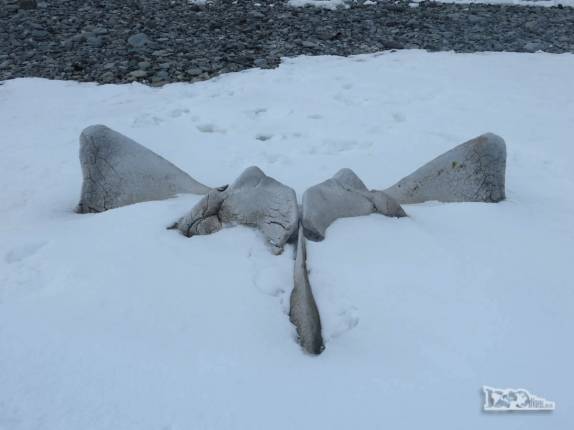 Ossos de baleia em Turret Point, em King George Island, na Antártida Ossos de baleia em Turret Point, em King George Island, na Antártida