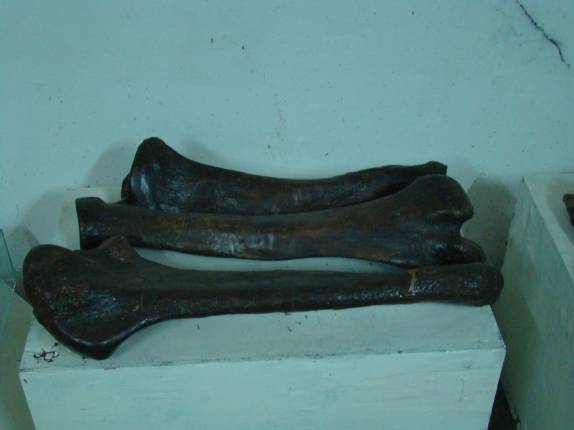 Ossos de Preguiça Gigante em museu em Ingá - PB