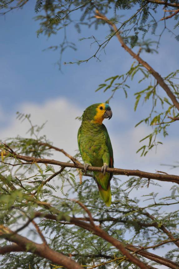 Papagaio no P.N da Serra do Catimbau, próximo à Buique - PE Papagaio no P.N da Serra do Catimbau, próximo à Buique - PE