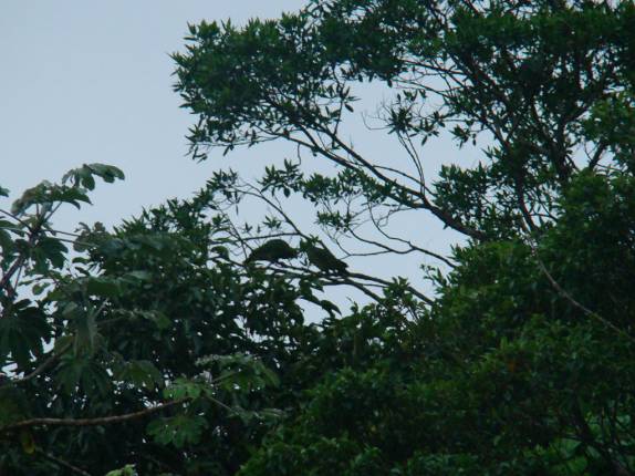 Papagaios Chauá na Ilha da Pinheira