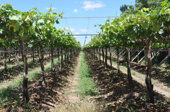 Parreiral da FruttiHall, em Petrolina - PE