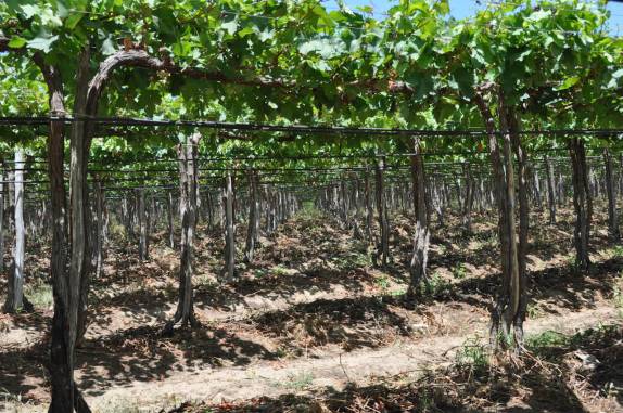 Parreiral da FruttiHall, em Petrolina - PE