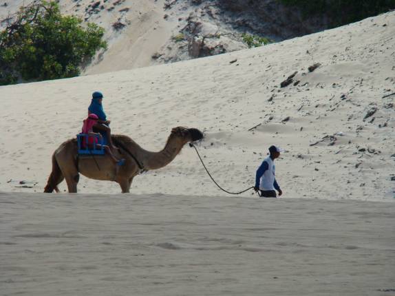 Passeio de dromedálio em Genipabu - RN Passeio de dromedálio em Genipabu - RN