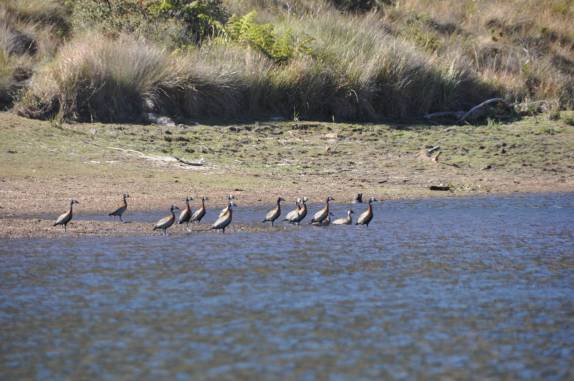 Patos selvages na lagoa da Lapinha, região da Serra do Cipó - MG Patos selvages na lagoa da Lapinha, região da Serra do Cipó - MG