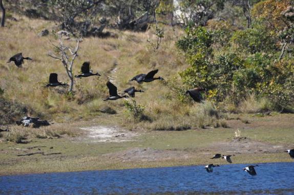 Patos selvages na lagoa da Lapinha, região da Serra do Cipó - MG Patos selvages na lagoa da Lapinha, região da Serra do Cipó - MG