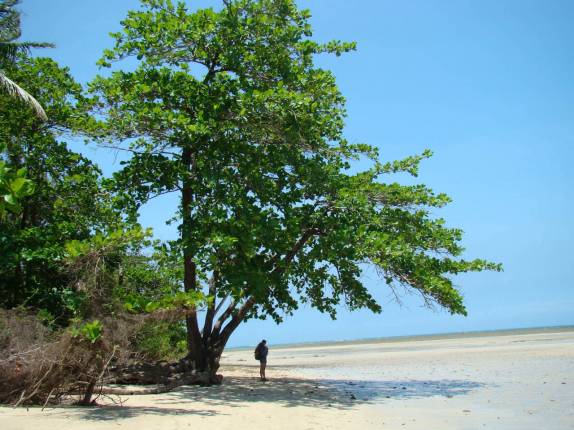Pausa para descanso na sombra, na caminhada entre Moreré e a praia da Barra, na Ilha de Boipeba - BA Pausa para descanso na sombra, na caminhada entre Moreré e a praia da Barra, na Ilha de Boipeba - BA