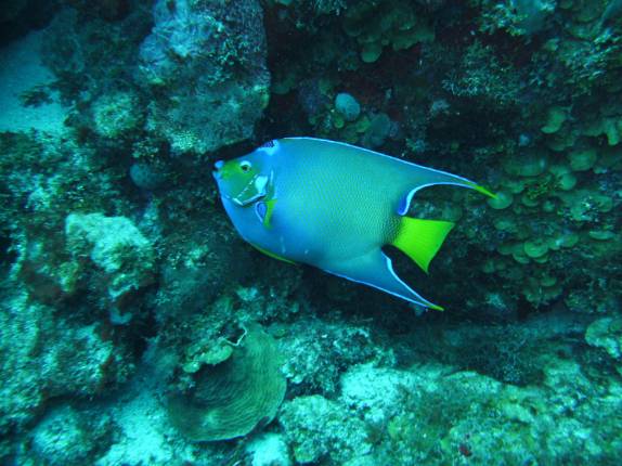 Peixe-Anjo, no Hangover Reef, na costa de Statia - Caribe Peixe-Anjo, no Hangover Reef, na costa de Statia - Caribe