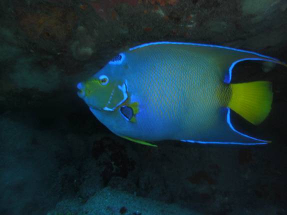 Peixe colorido em uma reentrância no coral de Tent Reef, na costa de Saba - Caribe