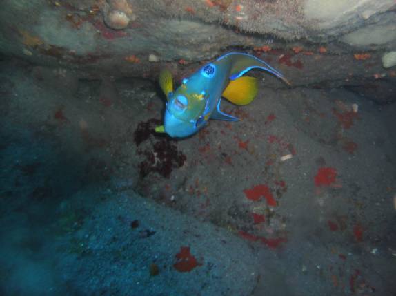 Peixe colorido em uma reentrância no coral de Tent Reef, na costa de Saba - Caribe