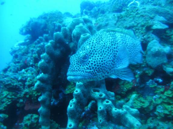 Peixe curioso durante mergulho em Outer Limits, na costa de Saba - Caribe Peixe curioso durante mergulho em Outer Limits, na costa de Saba - Caribe