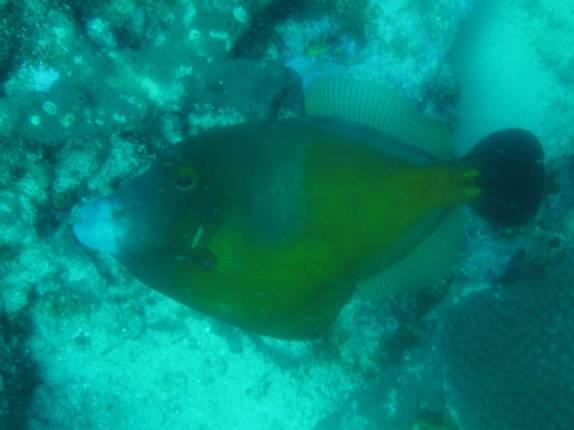 Peixe durante mergulho em em Speyside - Tobago Peixe durante mergulho em em Speyside - Tobago