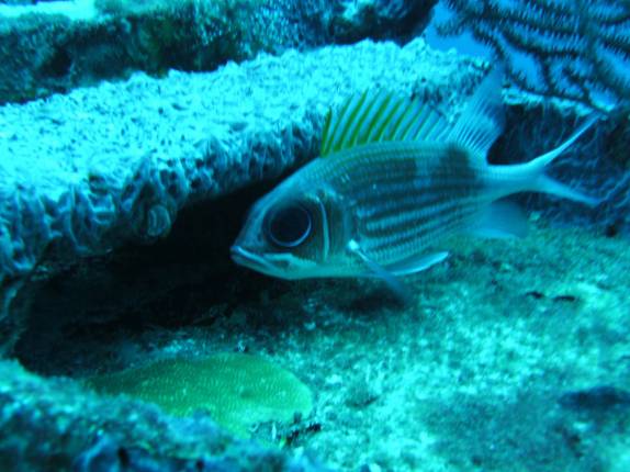 Peixe-esquilo, no naufrágio Charlie Brown, na costa de Statia - Caribe Peixe-esquilo, no naufrágio Charlie Brown, na costa de Statia - Caribe