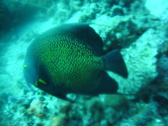 Peixe-frade durante mergulho em Speyside - Tobago Peixe-frade durante mergulho em Speyside - Tobago