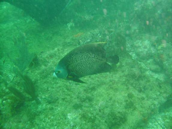 Peixe Frade na Ilha Escalvada em Guarapari - ES Peixe Frade na Ilha Escalvada em Guarapari - ES