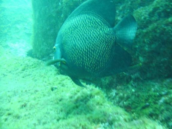 Peixe frade no mergulho na Laje de Santos - SP Peixe frade no mergulho na Laje de Santos - SP