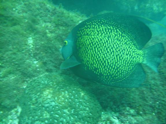 Peixe frade no mergulho na Laje de Santos - SP Peixe frade no mergulho na Laje de Santos - SP