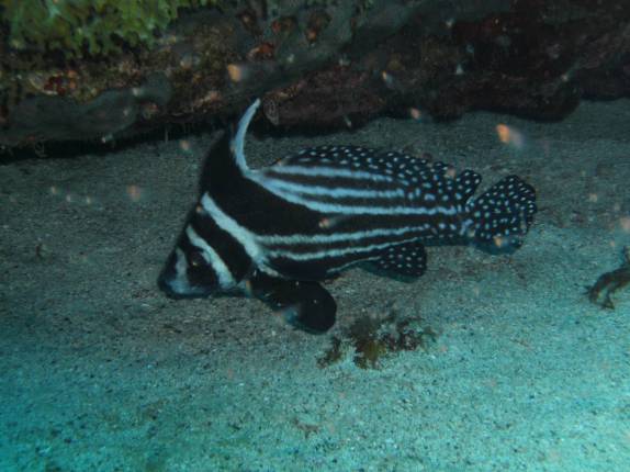 Peixe-Tambor pintado, no Hangover Reef, na costa de Statia - Caribe Peixe-Tambor pintado, no Hangover Reef, na costa de Statia - Caribe