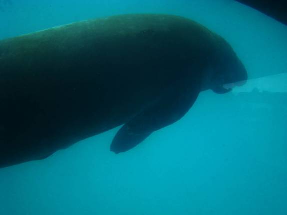 Peixe_Boi submerso em seu tanque, na ilha de Itamaracá - PE Peixe_Boi submerso em seu tanque, na ilha de Itamaracá - PE