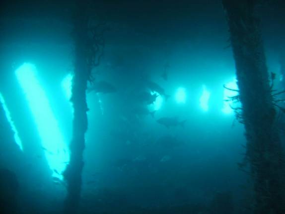 Peixes nadam dentro do naufrágio Santa Catarina, em Abrolhos - BA