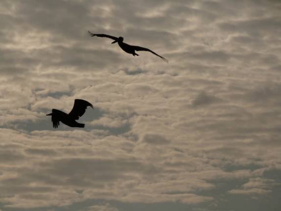 Pelicanos em Treasure Beach, no litoral sul da Jamaica Pelicanos em Treasure Beach, no litoral sul da Jamaica