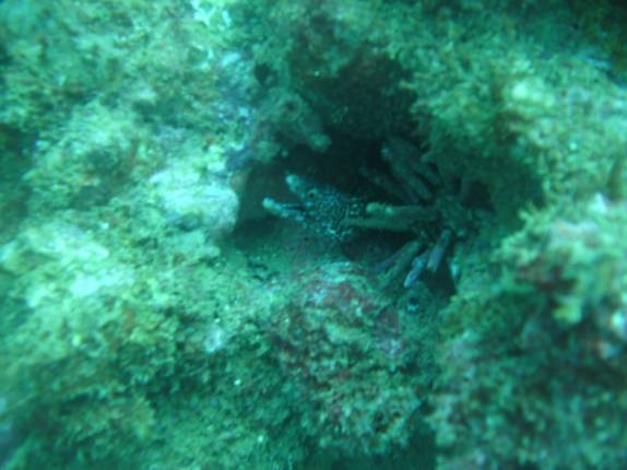 Pequena moréia em mergulho em banco de corais ao lado do Farol da Barra, em Salvador - BA