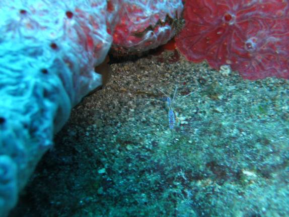 Pequeno camarão azulado (no centro da foto), no naufrágio Charlie Brown, na costa de Statia - Caribe Pequeno camarão azulado (no centro da foto), no naufrágio Charlie Brown, na costa de Statia - Caribe