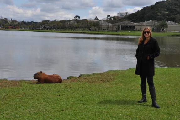 Pertinho da capivara preguiçosa, no Parque Barigui, em Curitiba - PR Pertinho da capivara preguiçosa, no Parque Barigui, em Curitiba - PR