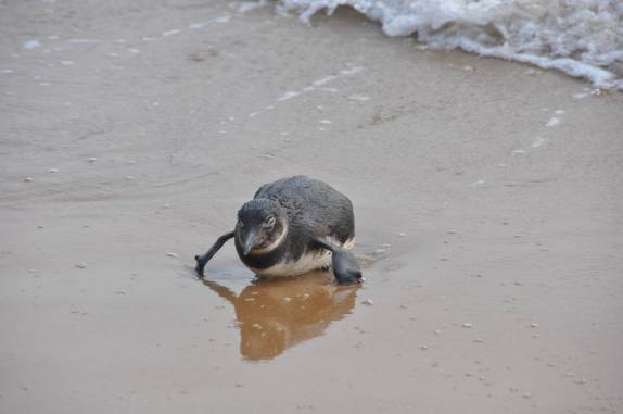 Pinguim perdido, na praia de Geribá, em Búzios - RJ Pinguim perdido, na praia de Geribá, em Búzios - RJ