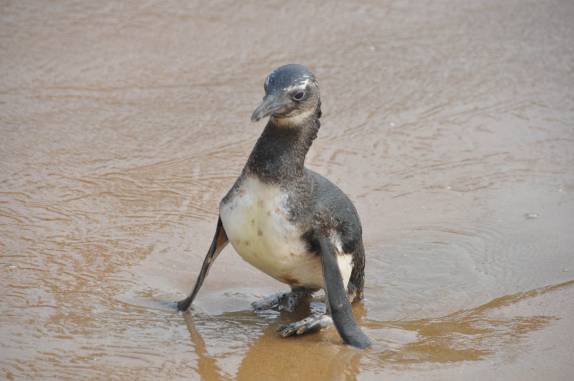 Pinguim perdido, na praia de Geribá, em Búzios - RJ Pinguim perdido, na praia de Geribá, em Búzios - RJ