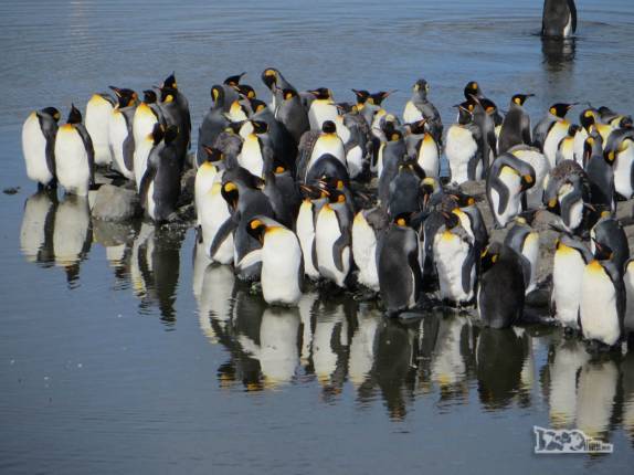 Pinguins rei ao lado de um remanso de rio em St Andrews Bay, na Geórgia do Sul Pinguins rei ao lado de um remanso de rio em St Andrews Bay, na Geórgia do Sul