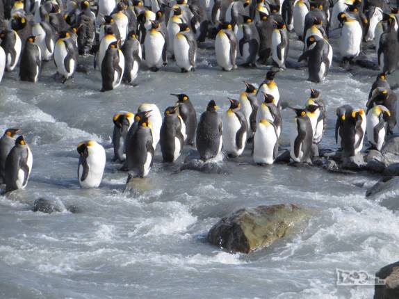 Pinguins rei ao lado de um rio com corredeiras em St Andrews Bay, na Geórgia do Sul Pinguins rei ao lado de um rio com corredeiras em St Andrews Bay, na Geórgia do Sul