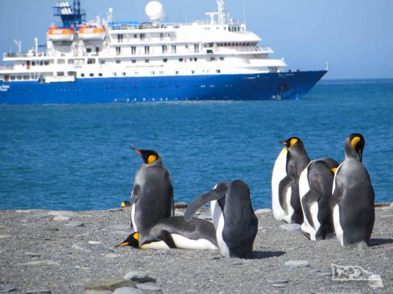 Pinguins rei observam o Sea Spirit em St Andrews Bay, na Geórgia do Sul Pinguins rei observam o Sea Spirit em St Andrews Bay, na Geórgia do Sul