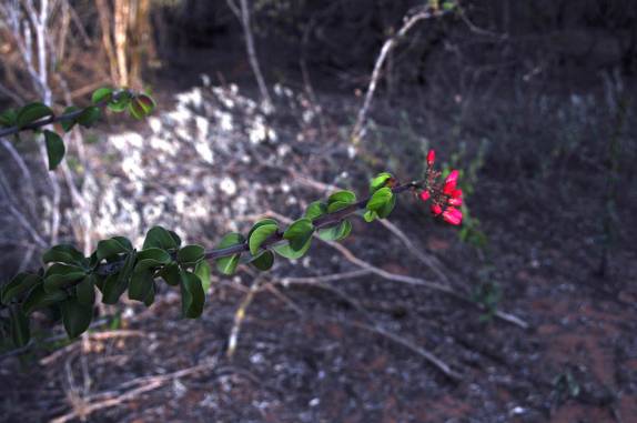 Pinhão-Brabo, na Serra do Catimbau, próximo à Buique - PE Pinhão-Brabo, na Serra do Catimbau, próximo à Buique - PE