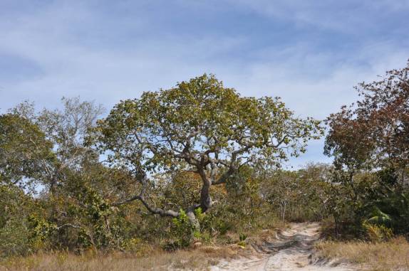 Piquizeiro, no Parque Nacional Grande Sertão Veredas, no noroeste de MG (região de Chapada Gaúcha)