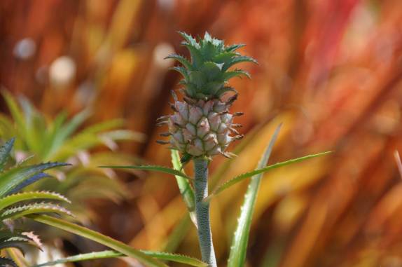 Planta com abacaxis decorativos, na Fazenda Fruem Petrolina - PE