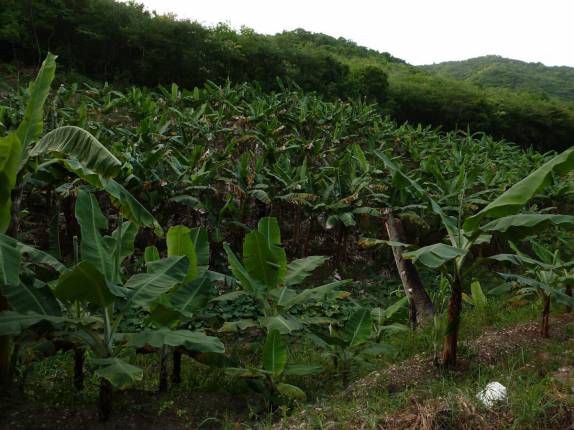 Plantação de bananeiras próximo à Darkwood Beach, no sudoeste de Antígua, no Caribe Plantação de bananeiras próximo à Darkwood Beach, no sudoeste de Antígua, no Caribe