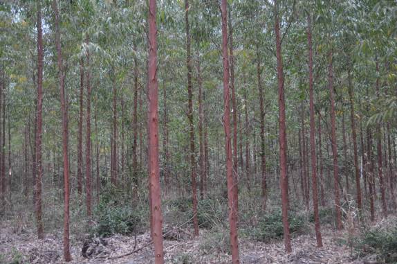 Plantação de eucaliptos em Itaúnas - ES