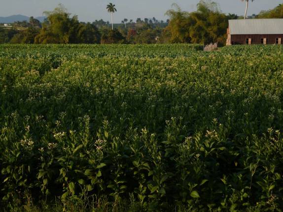Plantação de tabaco em Pinar del rio, no oeste de Cuba Plantação de tabaco em Pinar del rio, no oeste de Cuba