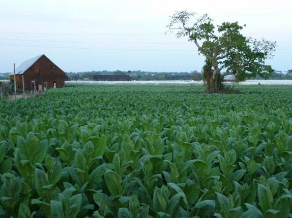Plantação de tabaco em Pinar del rio, no oeste de Cuba Plantação de tabaco em Pinar del rio, no oeste de Cuba
