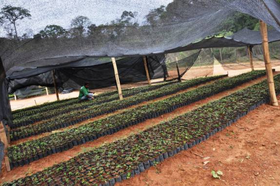Plantio de mudas de árvores nativas, na RPPN Feliciano Abdalla, Reserva dos Muriquis, em Ipanema, próximo a Caratinga - MG