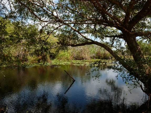 Pode parecer tranquilo, mas é um lago cheio de jacarés na Isla de la Juventud, em Cuba Pode parecer tranquilo, mas é um lago cheio de jacarés na Isla de la Juventud, em Cuba