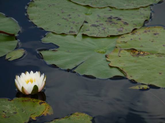 Pode parecer tranquilo, mas é um lago cheio de jacarés na Isla de la Juventud, em Cuba Pode parecer tranquilo, mas é um lago cheio de jacarés na Isla de la Juventud, em Cuba