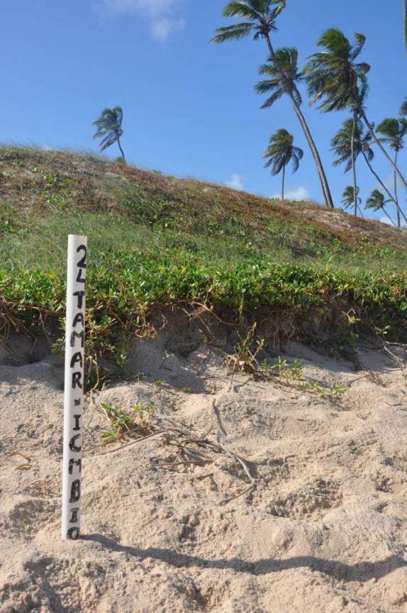 Ponto de desova de Tartarugas em Arembepe - BA Ponto de desova de Tartarugas em Arembepe - BA