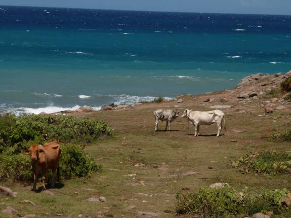 Por enquanto, as principais frequentadoras da nova praia criada pelo vulcão são as vacas (Montserrat, no Caribe)