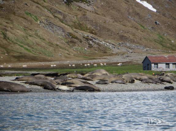 Praia lotada de elefantes-marinhos em Ocean Harbour, na Geórgia do Sul. Ao fundo, uma manada de renas Praia lotada de elefantes-marinhos em Ocean Harbour, na Geórgia do Sul. Ao fundo, uma manada de renas