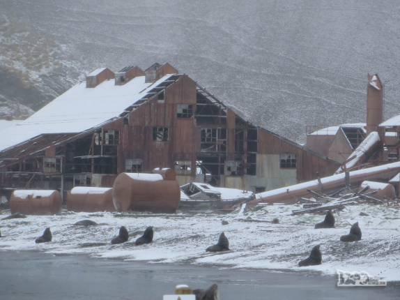 Praia repleta de lobos-marinho em Stromness, na Geórgia do Sul Praia repleta de lobos-marinho em Stromness, na Geórgia do Sul